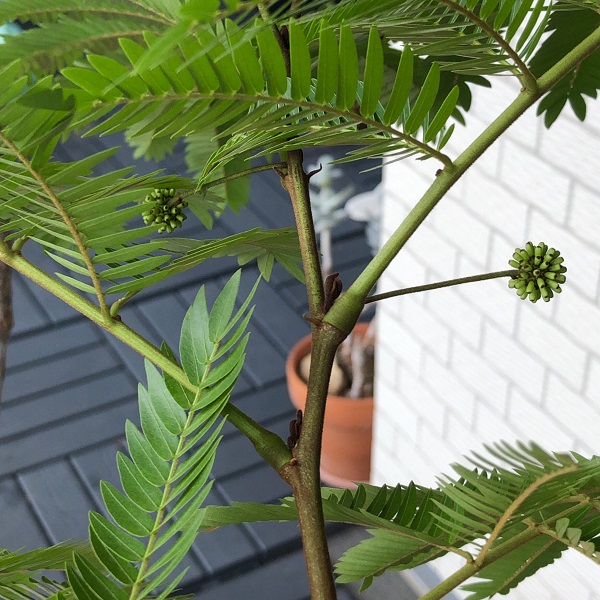 観葉植物 エバーフレッシュのつぼみや花の様子 バナナとホイップクリーム