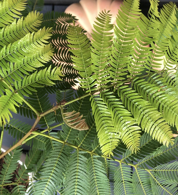 観葉植物 エバーフレッシュのつぼみや花の様子 バナナとホイップクリーム